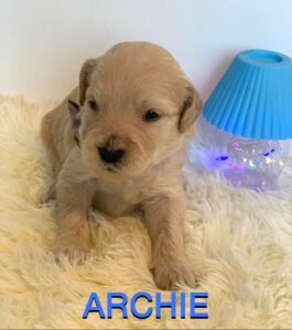 Meet Charlie: Divine golden doodle puppy