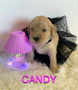 Meet Candy: golden doodle