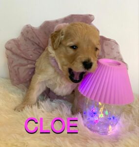 Meet Cloe: Divine Golden Doodle