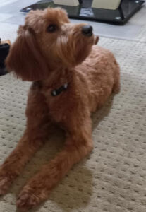 Divine golden doodle