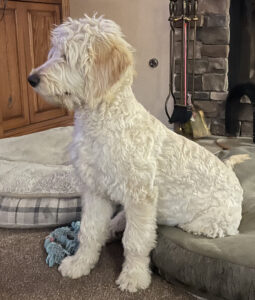 Dash: Divine golden doodle