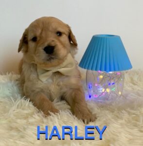 Meet Harley: Divine Golden Doodle