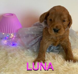 Meet Luna: Divine Golden Doodle
