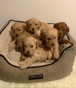 Golden Doodle puppies as of Feb, 06, 2023