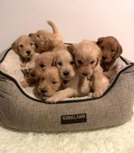 Golden Doodle puppies as of Feb, 06, 2023