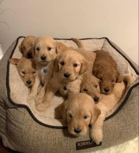 Golden Doodle puppy