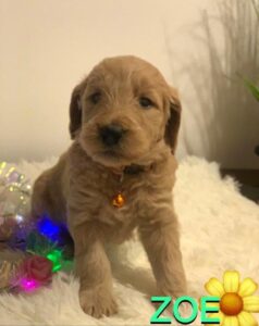 Golden Doodle puppy as of Feb, 06, 2023