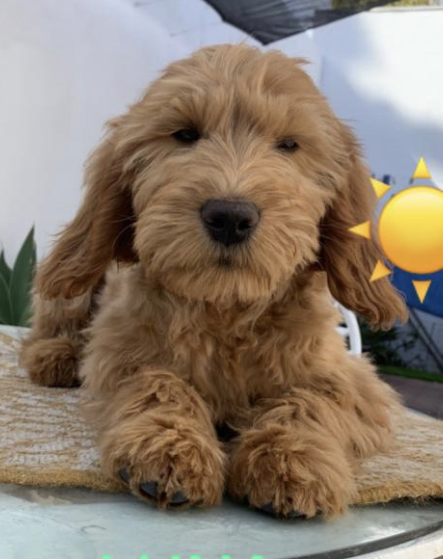 Golden Doodle puppy